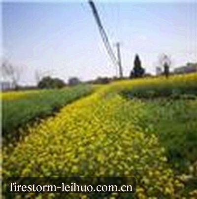 吴芳